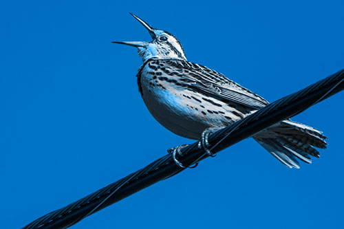 Singing Western Meadowlark Perched Atop Powerline Wire (Blue Tone Photo)