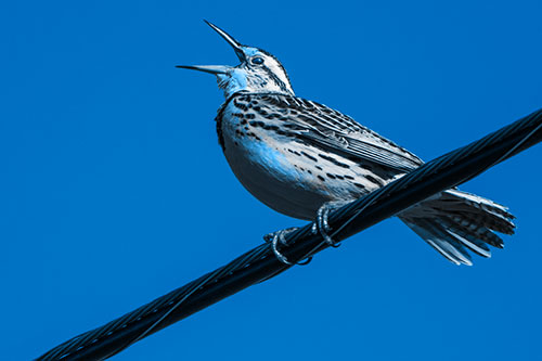 Singing Western Meadowlark Perched Atop Powerline Wire (Blue Tone)