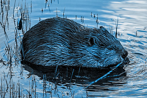 Sitting Beaver Nibbles Branch Along Shallow Rivershore (Blue Tone)