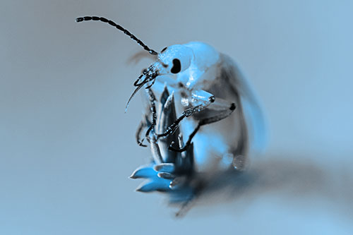 Sitting Blister Beetle Riding Plant Top (Blue Tone)
