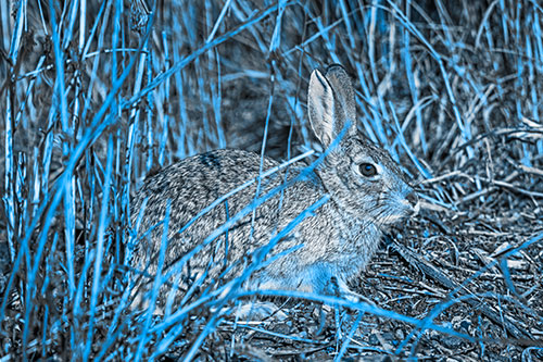 Sitting Bunny Rabbit Enjoying Sunshine Among Sticks (Blue Tone)