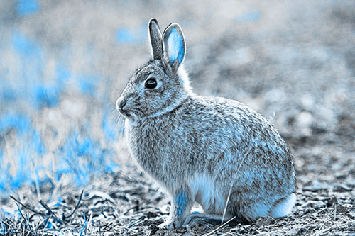 Sitting Bunny Rabbit Perched Beside Grass Blade (Blue Tone Photo)