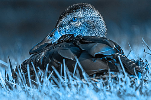 Sitting Mallard Duck Resting Among Grass (Blue Tone Photo)