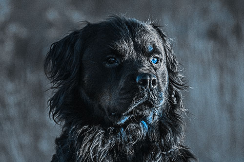 Sitting Rottweiler Dog Poses Among Sunrise (Blue Tone)