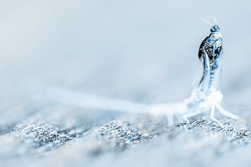 Skin Shedding Mayfly Rises Upwards (Blue Tone)