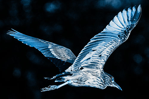 Skittish Black Crowned Night Heron Flying Towards Seclusion (Blue Tone)