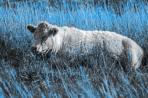 Sleeping Cow Resting Among Grass (Blue Tone Photo)