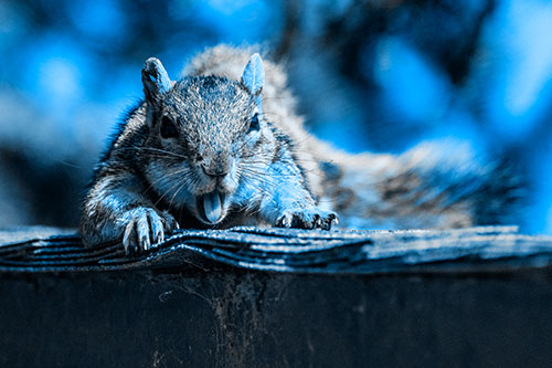 Sleepy Squirrel Yawning Among Rooftop (Blue Tone)