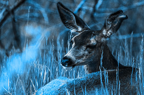 Sleepy White Tailed Deer Enjoying Happy Dreams (Blue Tone Photo)