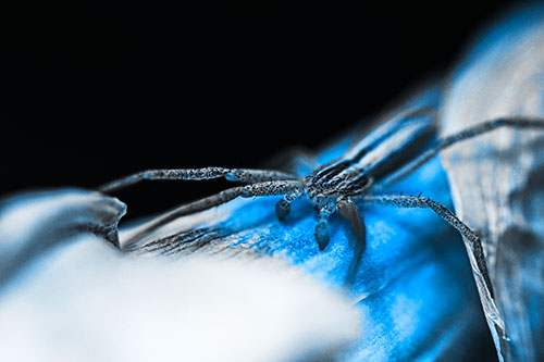 Slender Crab Spider Sprawled Out Among Plant (Blue Tone)