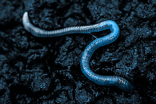 Slimy Earthworm Stuck Between Damp Pavement Crevice (Blue Tone)
