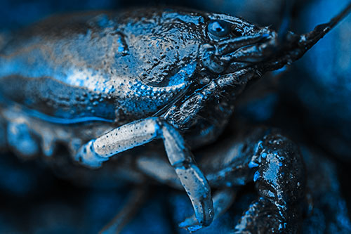 Slimy Wet Bulging Eyed Crayfish (Blue Tone Photo)
