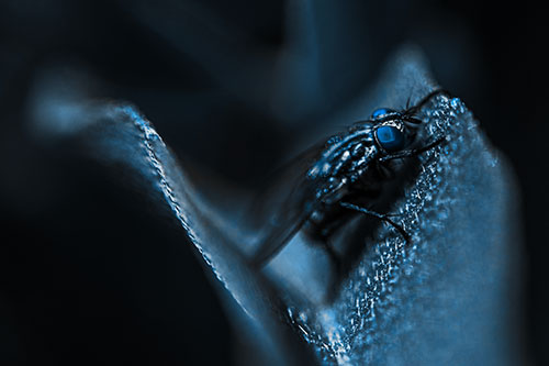 Sloping Cluster Fly Hangs Onto Leaf Petal (Blue Tone)
