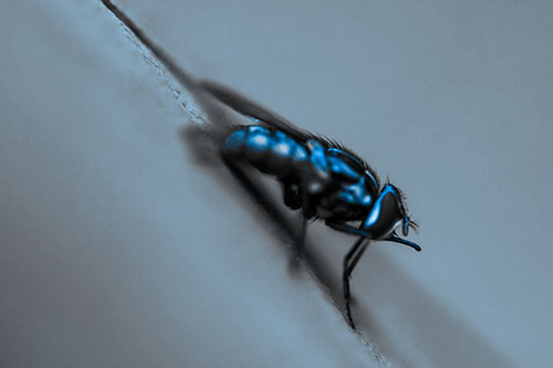 Sloping Perched Cluster Fly Cleaning Itself (Blue Tone)