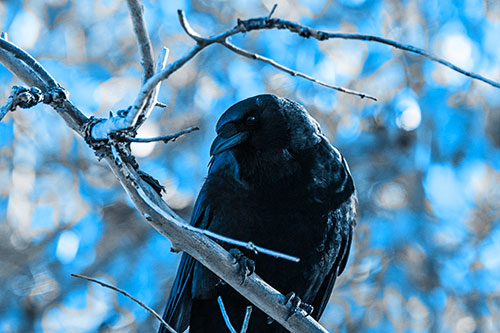 Sloping Perched Crow Glancing Downward Atop Tree Branch (Blue Tone Photo)