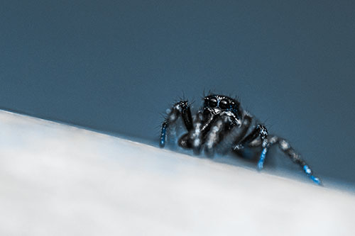 Sloping Perched Jumping Spider Watches Closely (Blue Tone)