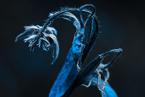 Slouching Hairy Stemmed Weed Plant (Blue Tone Photo)