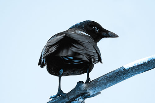 Sly Eyed Crow Glances Backward Among Tree Branch (Blue Tone Photo)