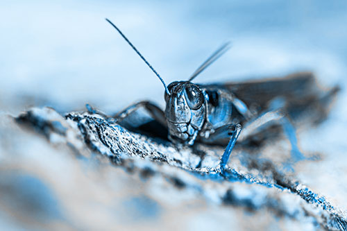 Smiling Grasshopper Grabbing Ahold Tree Stump (Blue Tone Photo)