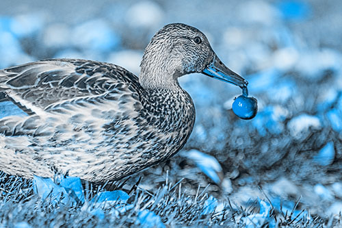 Smiling Mallard Duck Carries Cherry Across Grass (Blue Tone)