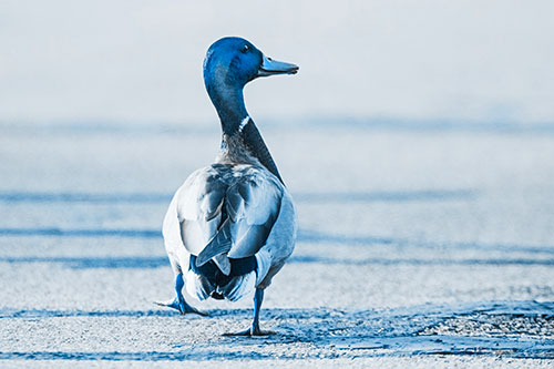Smiling Mallard Duck Walking Down Sidewalk (Blue Tone Photo)