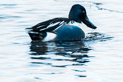 Smiling Northern Shoveler Duck Swimming Calm River Water (Blue Tone Photo)