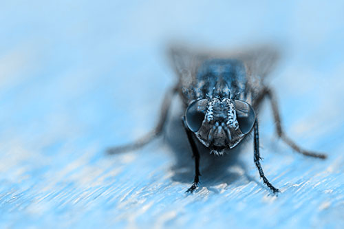 Smirking Open Mouthed Cluster Fly Watching Closely (Blue Tone)
