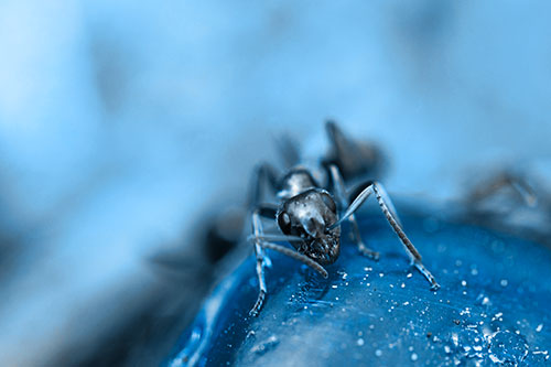 Snarling Carpenter Ant Guarding Sugary Treat (Blue Tone Photo)