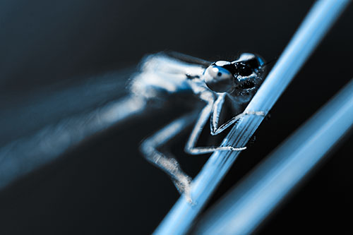Snarling Damselfly Hangs Onto Grass Blade (Blue Tone)