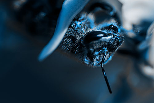 Snarling Honey Bee Clinging Flower Petal (Blue Tone Photo)