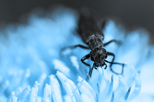 Snarling Oedemera Beetle Eating Dandelion Pollen (Blue Tone)