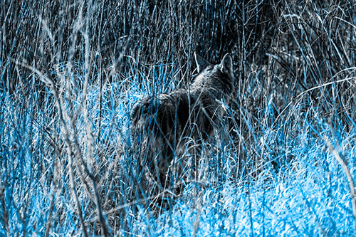 Sneaking Coyote Hunting Through Trees (Blue Tone Photo)
