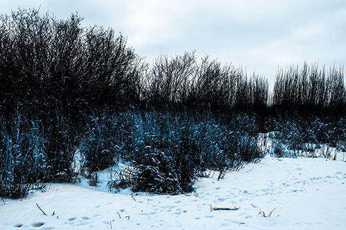 Snow Covered Tall Grass Surrounding Trees (Blue Tone Photo)