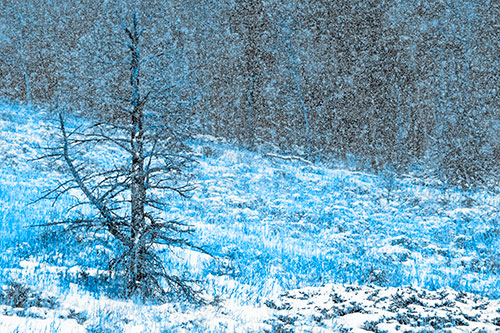 Snow Covers Dead Christmas Tree (Blue Tone Photo)