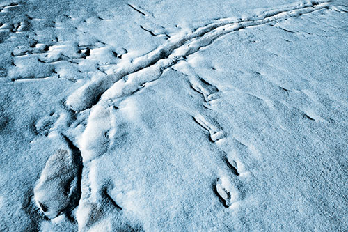 Snow Drifts Cover Footprint Trails (Blue Tone Photo)