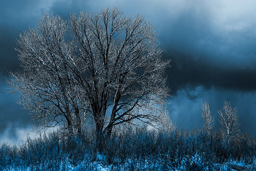 Snowstorm Clouds Beyond Dead Leafless Trees (Blue Tone Photo)