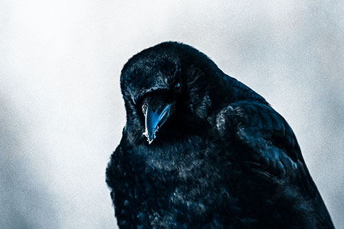 Snowy Beaked Crow Hunched Over (Blue Tone Photo)