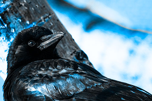 Snowy Beaked Crow Staring Off Into Distance (Blue Tone Photo)