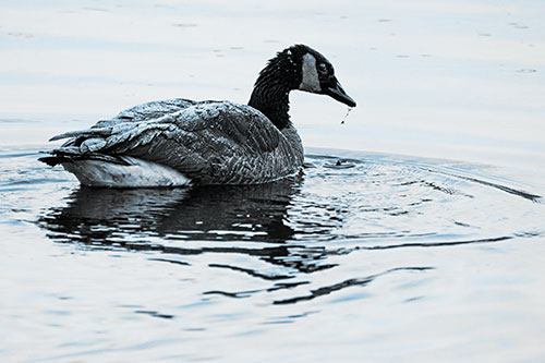 Snowy Canadian Goose Dripping Water Off Beak (Blue Tone Photo)