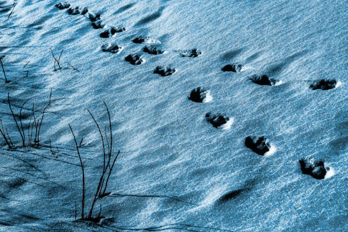 Snowy Footprints Along Dead Branches (Blue Tone Photo)