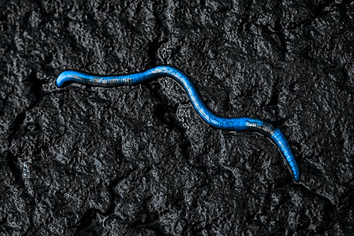 Soaked Earthworm Wiggles Across Wet Pavement (Blue Tone)