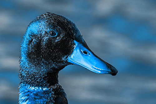 Soaked Male Mallard Duck Watching Among Lake (Blue Tone)