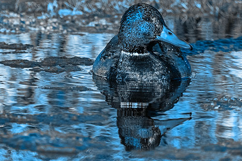 Soaked Mallard Duck Casts Pond Water Reflection (Blue Tone Photo)