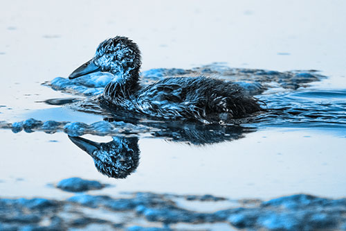 Soaked Mallard Duckling Swimming Past Algae (Blue Tone)