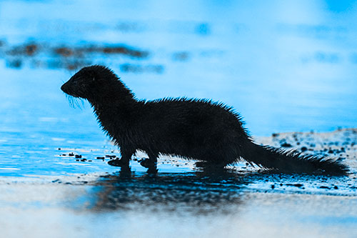 Soaked Mink Contemplates Swimming Across River (Blue Tone Photo)