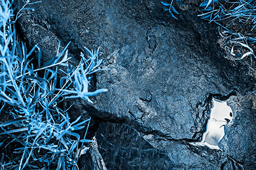 Soaked Puddle Mouthed Rock Face Among Plants (Blue Tone Photo)