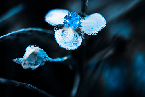 Soaking Wet Frogbit Flower Dew (Blue Tone Photo)