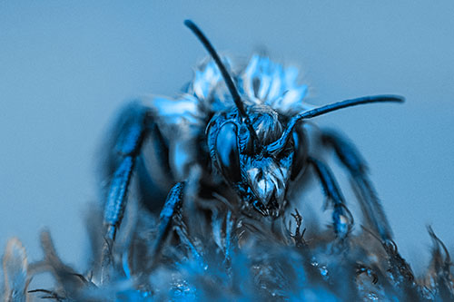 Soaking Wet Honey Bee Standing Atop Blanket Flower (Blue Tone)