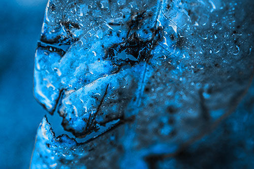 Soaking Wet Smiling Decayed Leaf Face (Blue Tone Photo)