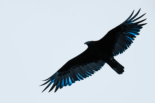 Soaring Turkey Vulture Flying Among Sky (Blue Tone Photo)